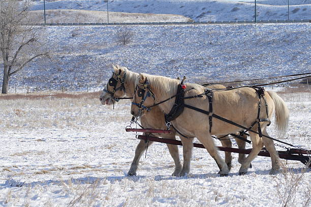 istock Team of Horses 152537912