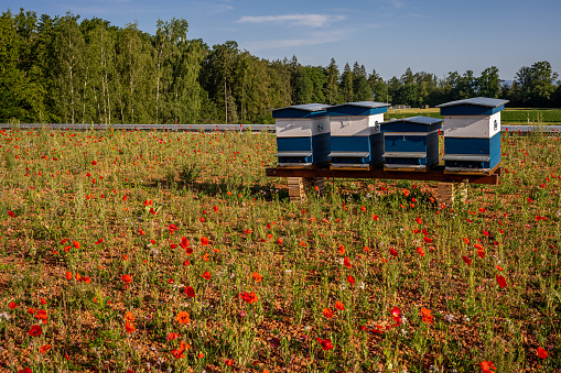 Beehives lined up in flowering lavender fields in Valensole, the iconic region of the Provence