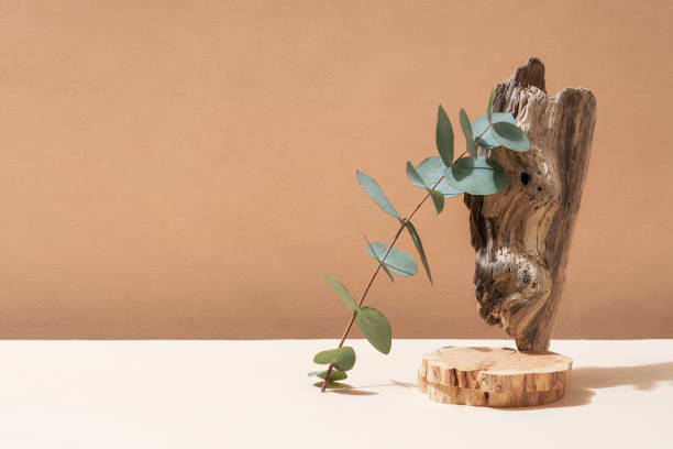 istock Podium for exhibitions and product presentations material stone, eucalyptus branch. Beautiful beige background made of natural materials. Abstract nature scene with composition. 1525380604