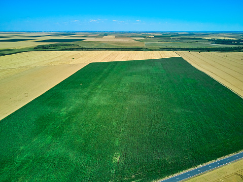 Aerial drone view over a road and corn and  wheat field in Timis Romania