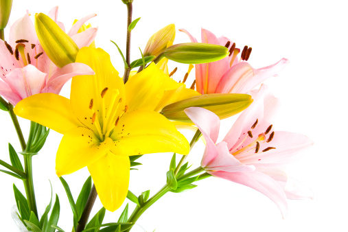 Pink and yellow flowers isolated on a white background