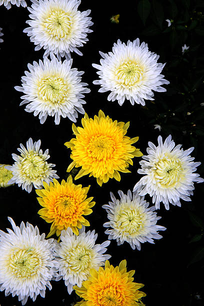 Chrysanthemum Garden stock photo