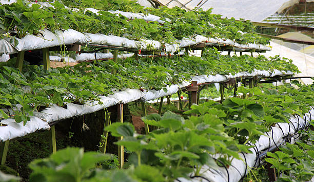 Strawberry Farm stock photo