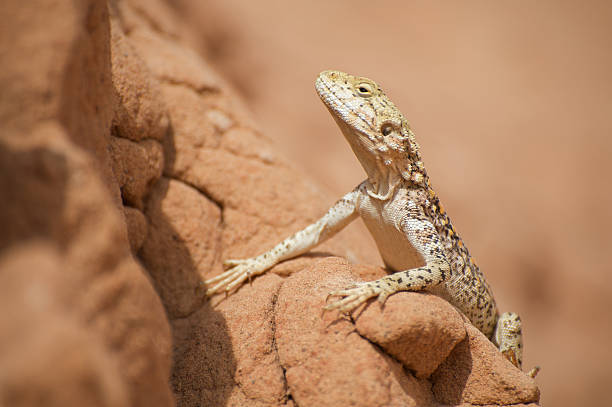 Toad-headed agama stock photo