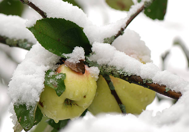 The first snow stock photo