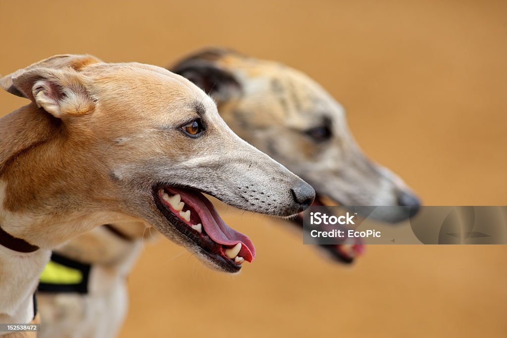 Greyhound Портреты - Стоковые фото Грейхаунд роялти-фри