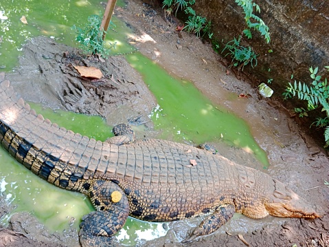 wild crocodile in zoo. big carnivore animal.