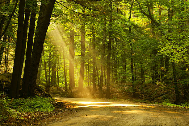 la luce del mattino - road in forest foto e immagini stock