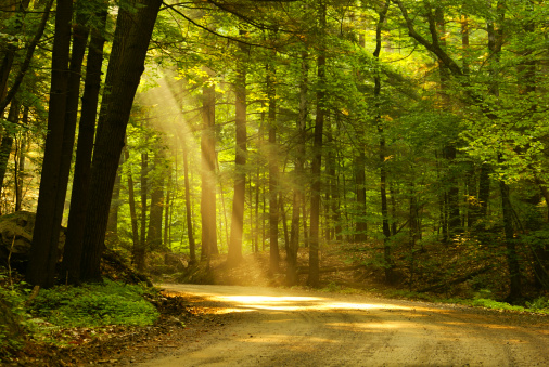 Morning sunlight falls on an old forest road