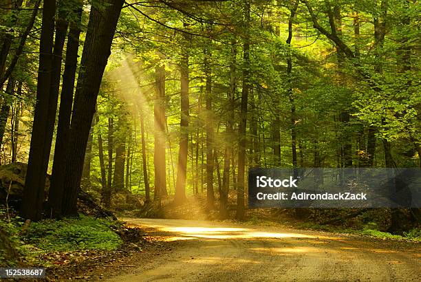 Foto de Manhã De Luz e mais fotos de stock de Floresta - Floresta, Estrada, Trilha - Passagem de Pedestres