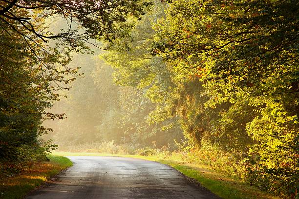 istock Rural road through an enchanted forest 152538743