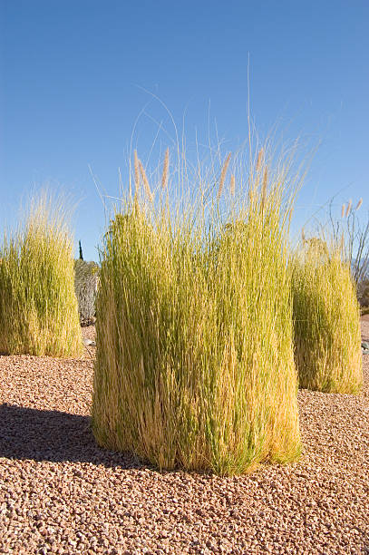 Grass Composition stock photo