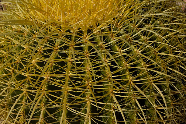 Cactus Texture stock photo