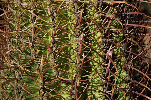 Cactus Texture stock photo
