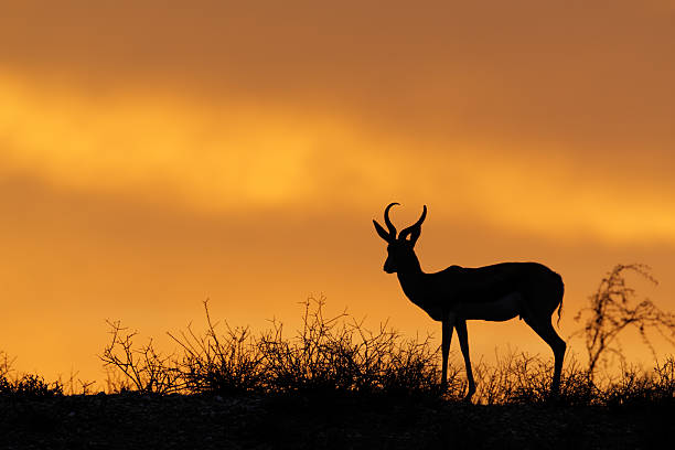 istock Silhouette of a springbok against dramatic sunset 152539759