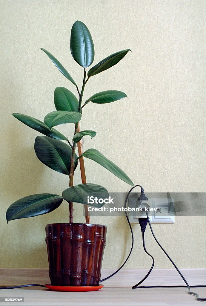 Planta del caucho en su hogar - Foto de stock de Planta del caucho libre de derechos