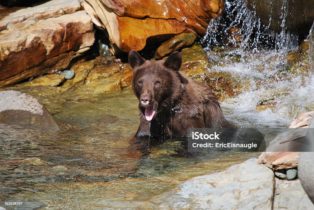 Urso preto na água - Foto de stock de Animal royalty-free