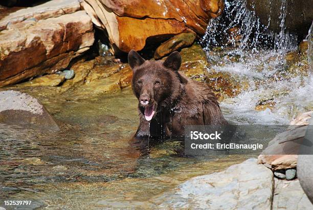 Foto de Urso Preto Na Água e mais fotos de stock de Animal - Animal, Animal selvagem, Bocejar