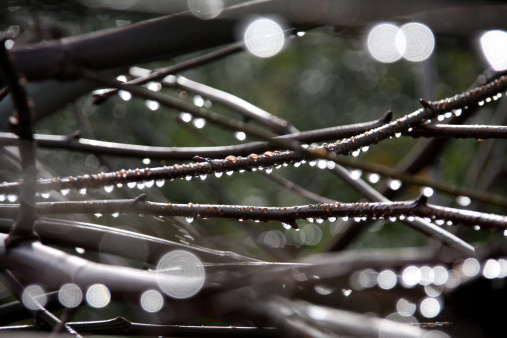 Branches of trees with drops of water in the morning