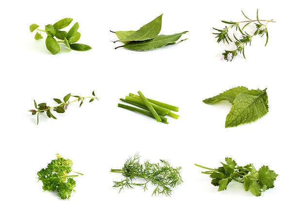 Collection of herbs Collection of aromatic herbs - basil, bay leaves, winter savory, thyme, scallions, mint, parsley, dill and cilantro (coriander) garnish stock pictures, royalty-free photos & images