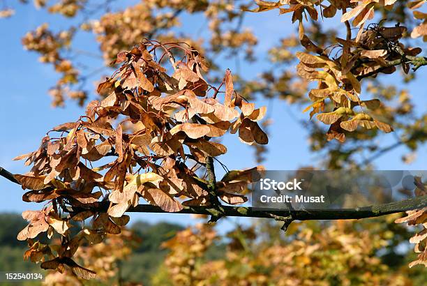 Foto de Sâmara e mais fotos de stock de Amarelo - Amarelo, Azul, Bosque - Floresta