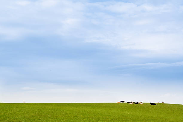 cow in the meadow with church at background stock photo