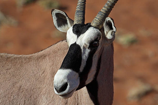 istock Gemsbok oryx close-up, Namib desert 152540325