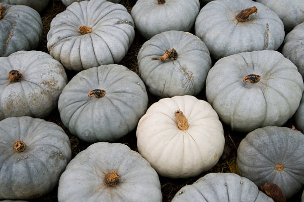 istock Pumpkins on the market 152540351