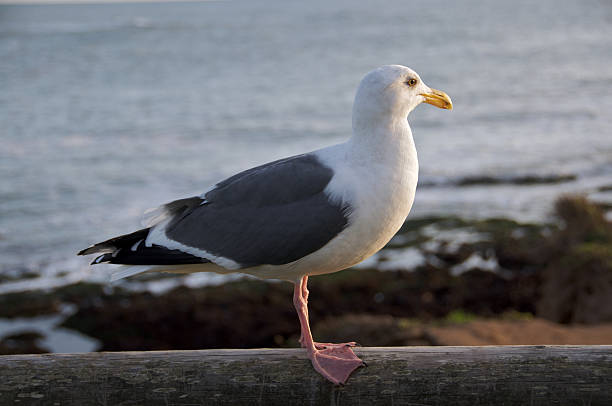 istock Seagull perched on a fence near the ocean 152540487