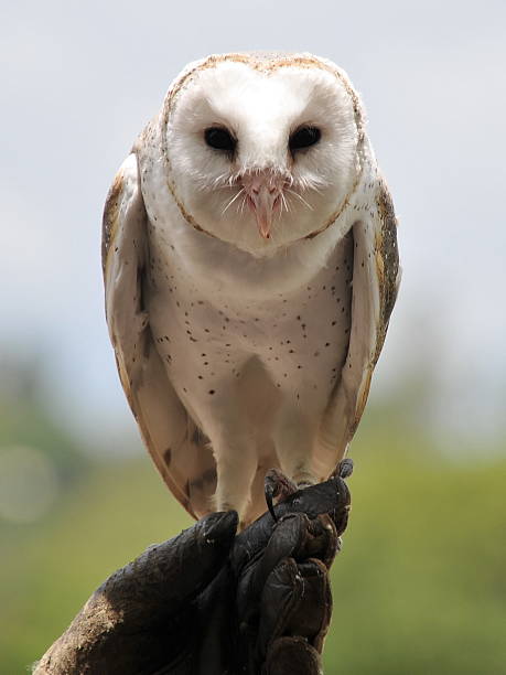 Barn owl sits on its owner's hand stock photo