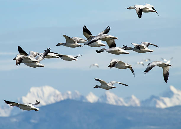 istock Snow Geese soaring over mountains 152540544