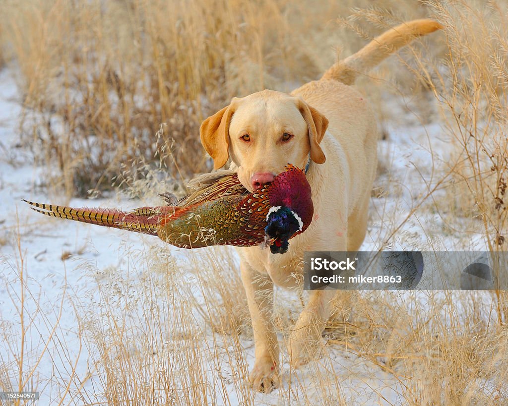 Giallo Lab e fagiani - Foto stock royalty-free di Labrador retriever