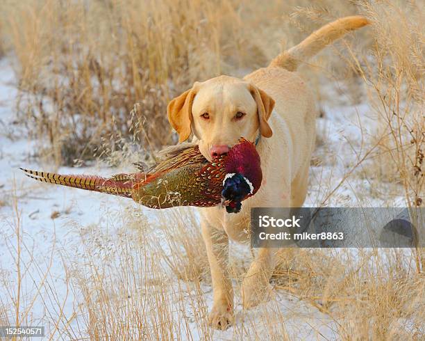 Giallo Lab E Fagiani - Fotografie stock e altre immagini di Labrador retriever - Labrador retriever, Fagiano - Selvaggina da penna, Caccia - Sport con animali