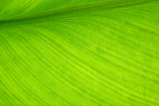 istock Green banana leaf 152540602