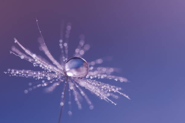 露の一滴とタンポポの種。青の背景に美しいタンポポのマクロ。選択フォーカス。 - dandelion nature water drop ストックフォトと画像
