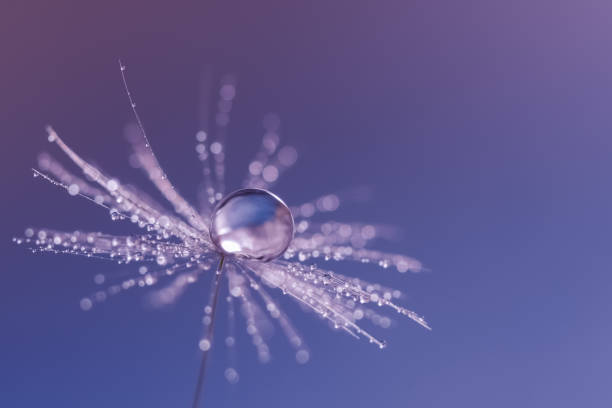 istock Dandelion seeds with a drop of dew. Beautiful dandelion macro on a blue background. Selective focus. 1525406137