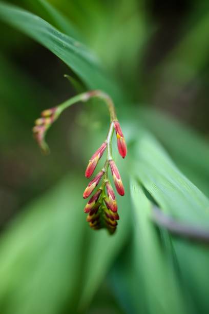 istock Crocosmia plant. 1525409366
