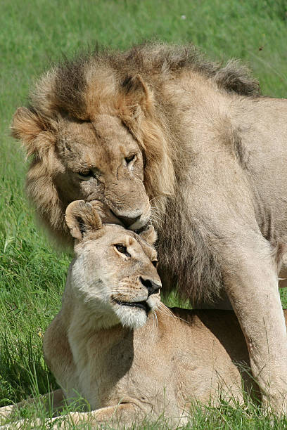 istock Lion couple in a tender moment, Okavango, Botswana 152541169