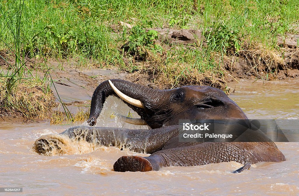 Elefante africano na água - Foto de stock de Animais de Safári royalty-free