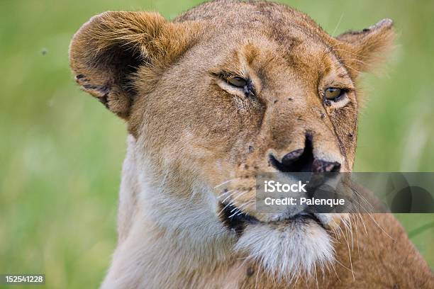 Львица В Серенгети — стоковые фотографии и другие картинки Африка - Африка, Без людей, Большая кошка
