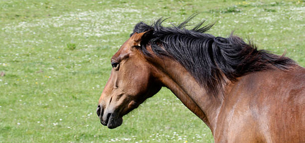 Angry Horse stock photo