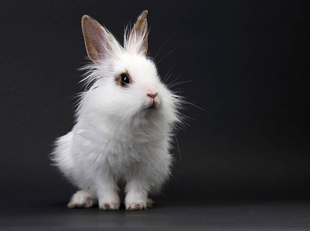 istock White domestic baby-rabbit 152541526