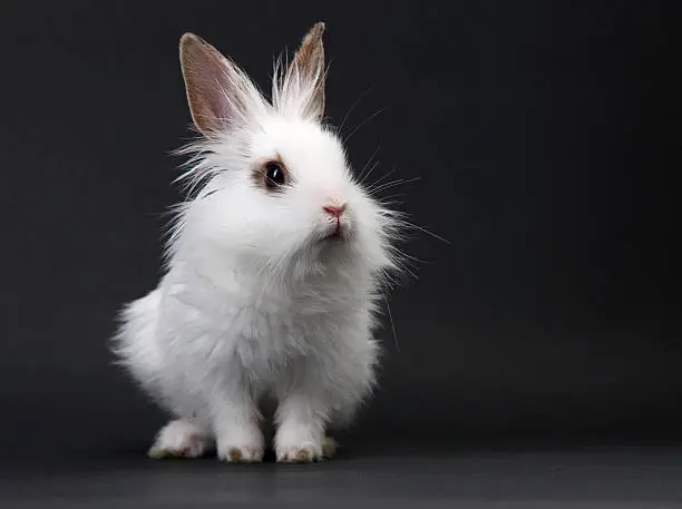 White domestic baby-rabbit on the black background in the studio