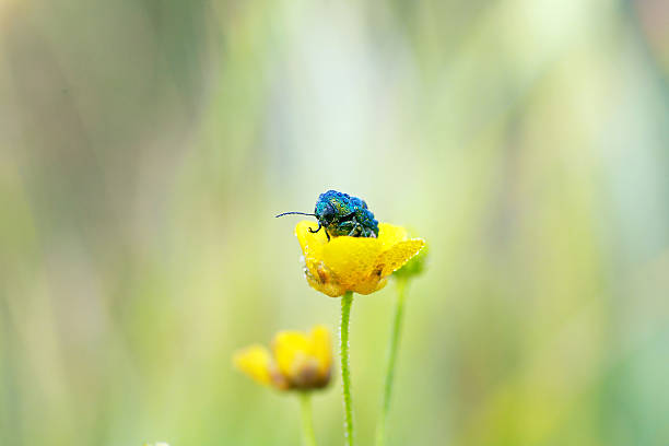bug sitting on yellow flower stock photo