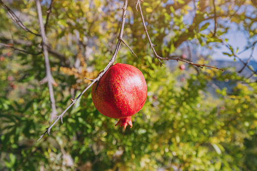 Pomergranate fruits hanging on a tree in mountain orchard