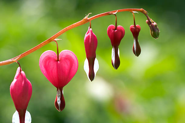 Dicentra - Bleeding Heart Flowers stock photo