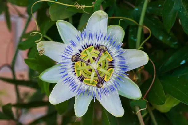 Passiflora L. is a genus of plants of the Passifloraceae family which includes over 570 species of perennial and annual herbaceous plants, shrubs with a climbing and liana habit, up to 5-6 m tall.