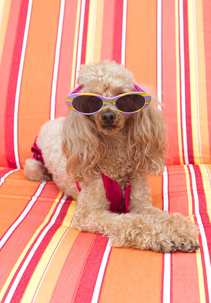 Bathing Beauty A poodle wearing kitsch sunglasses and a red bikini, laying on a pool chaise sunbathing dog swimsuit stock pictures, royalty-free photos & images