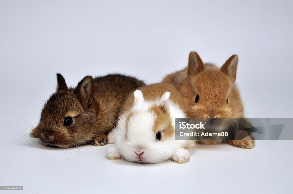 Bunnies Three little bunnies are sitting beside each other Animal Stock Photo