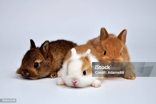 Bunnies Stock Photo - Download Image Now - Animal, Animal Wildlife, Cute
